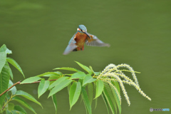 栗の花とカワセミ