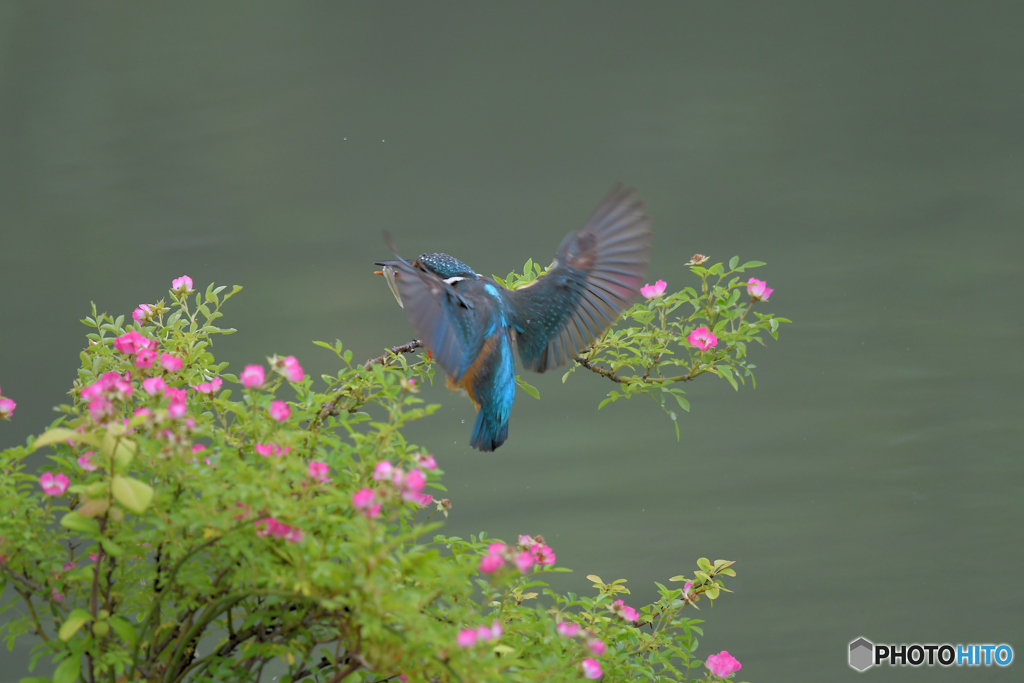 野バラとカワセミ