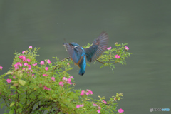 野バラとカワセミ