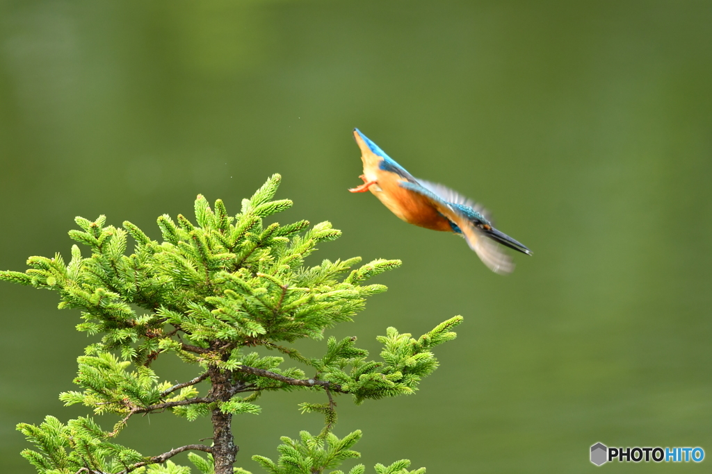 エゾマツとカワセミ