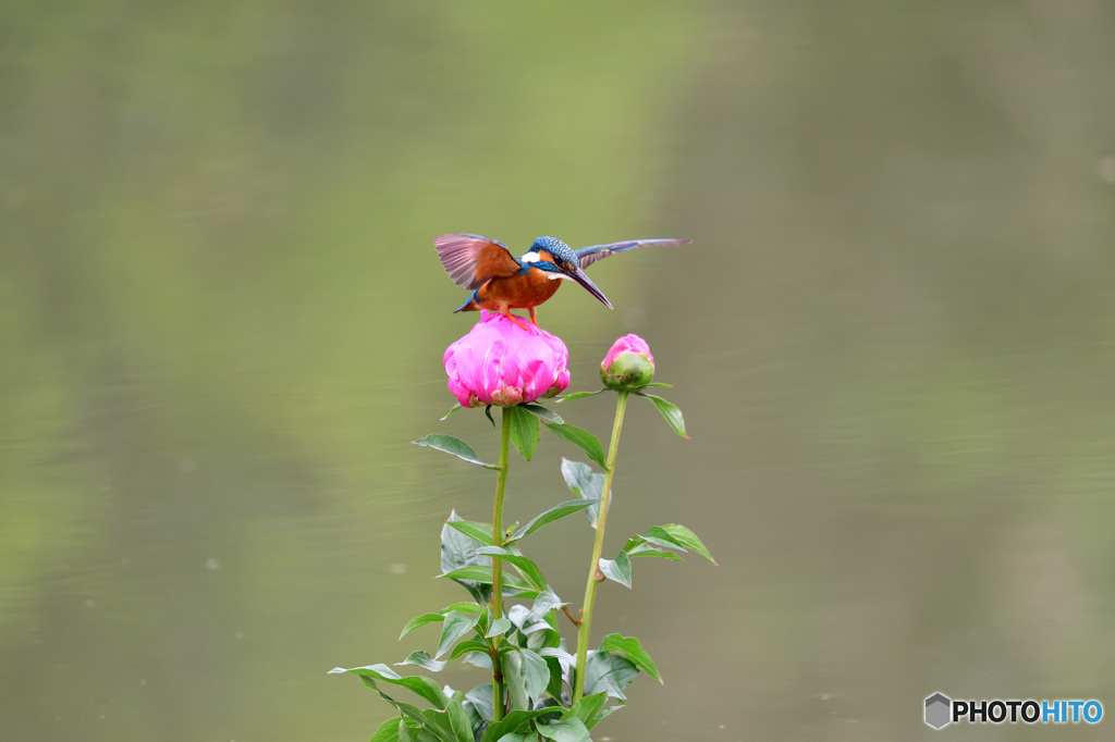 シャクヤクとカワセミ