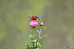 シャクヤクとカワセミ