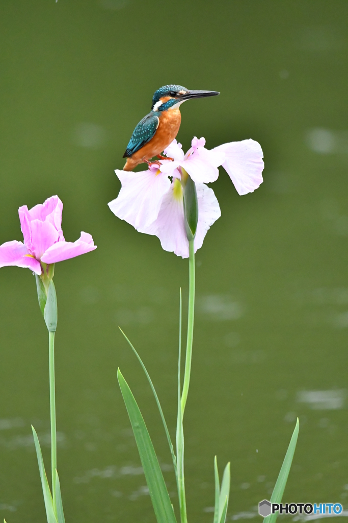 花ショウブとカワセミ