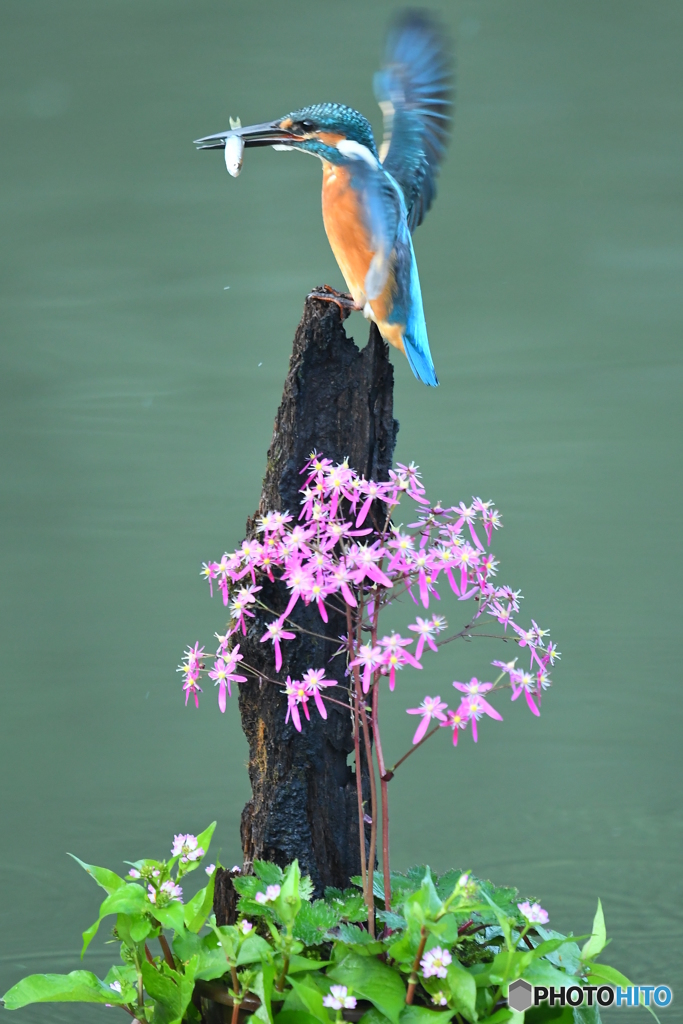 大文字草とカワセミ