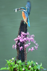 大文字草とカワセミ