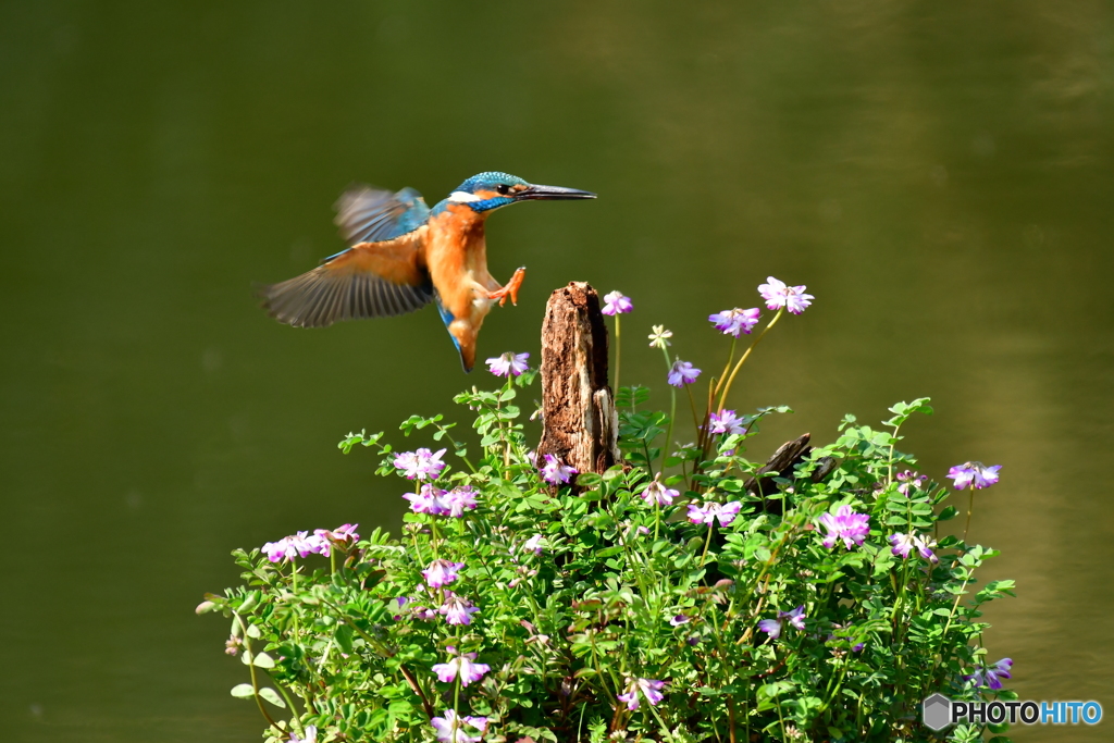 レンゲソウとカワセミ