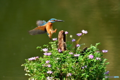 レンゲソウとカワセミ