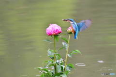 シャクヤクとカワセミ