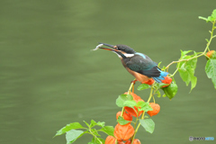 ホオズキとカワセミ