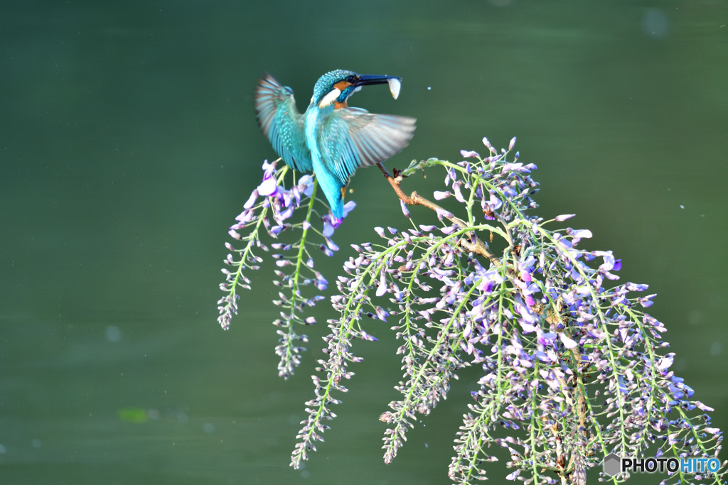 藤の花とカワセミ