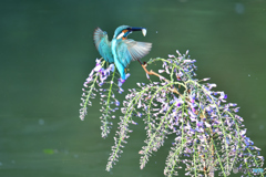 藤の花とカワセミ