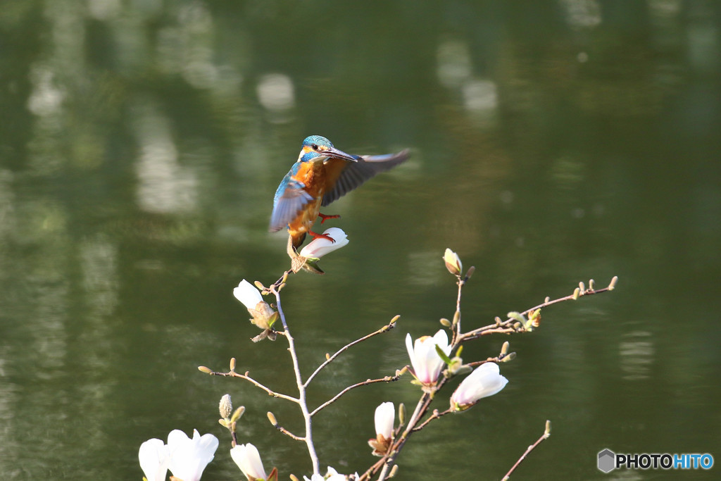 コブシとカワセミ