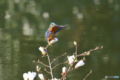 コブシとカワセミ