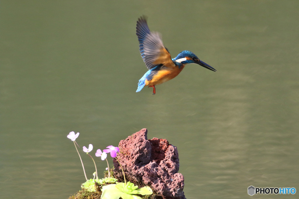 虫取りスミレとカワセミ