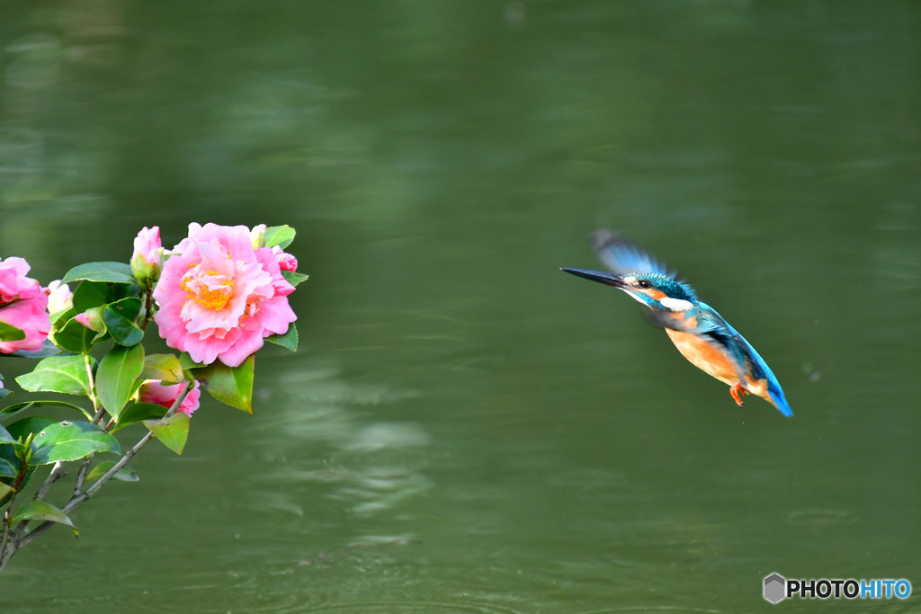 ツバキとカワセミ