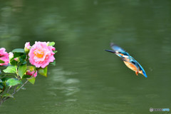 ツバキとカワセミ