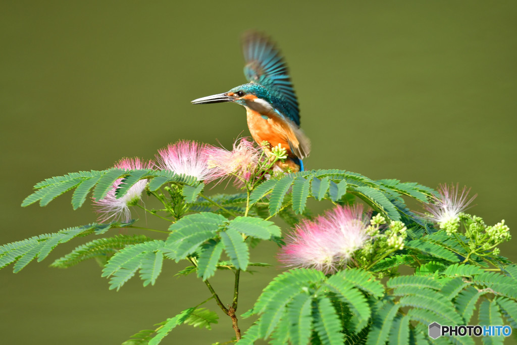 ネムノキとカワセミ
