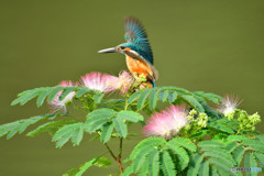 ネムノキとカワセミ