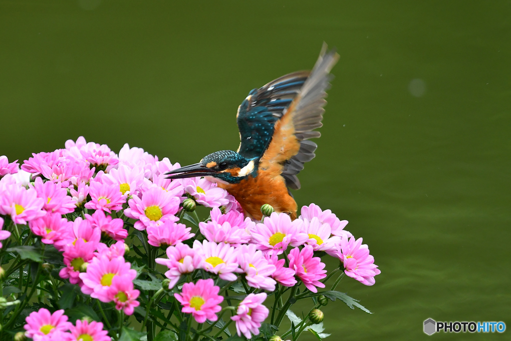 キクとカワセミ
