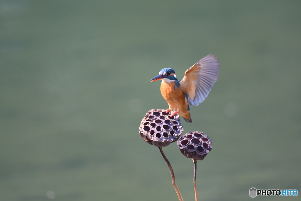 ハスの実とカワセミ