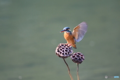 ハスの実とカワセミ