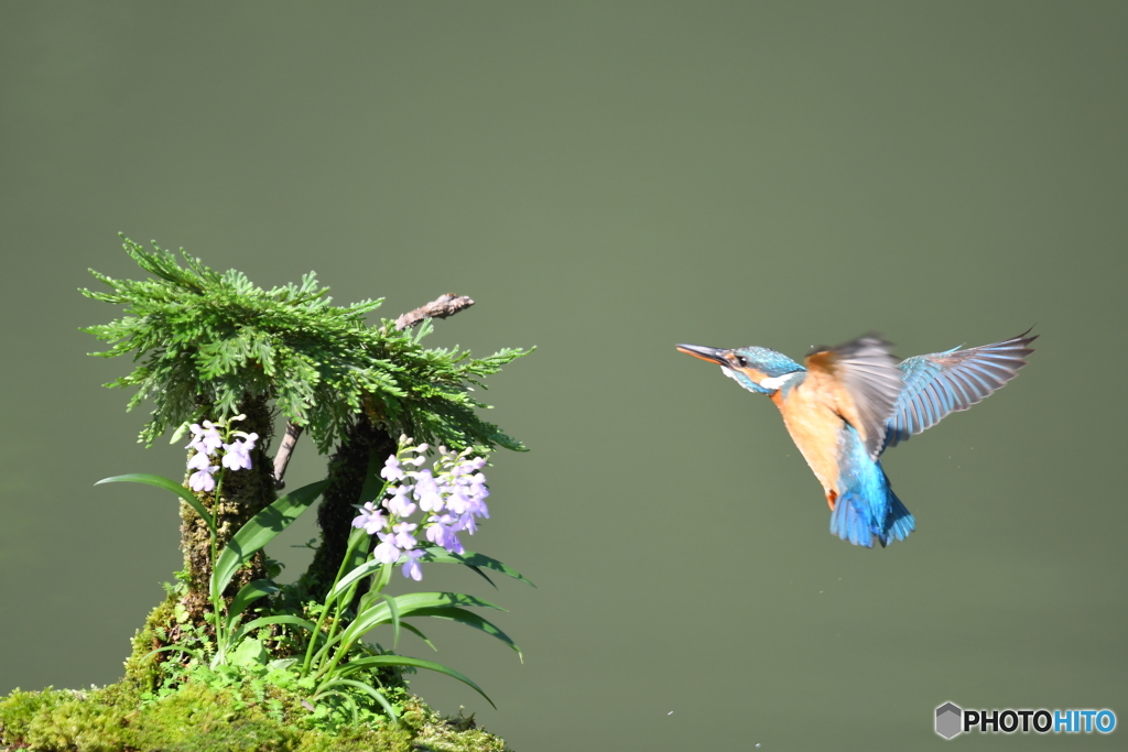 岩松とカワセミ