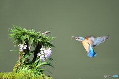 岩松とカワセミ