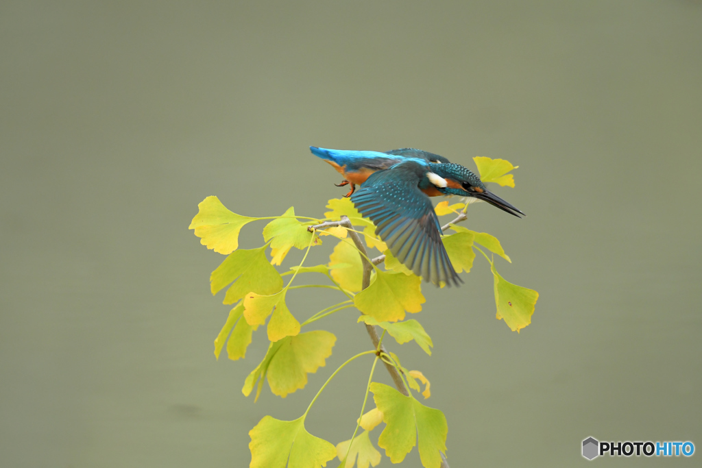 銀杏とカワセミ