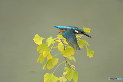 銀杏とカワセミ