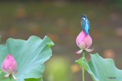 ハスとカワセミ