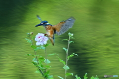 ムクゲとカワセミ