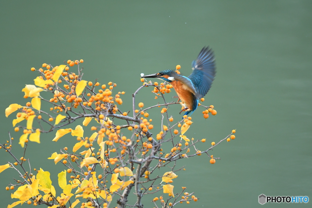 ツルウメモドキとカワセミ