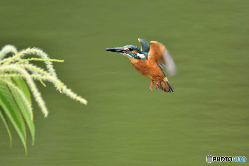 栗の花とカワセミ