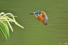 栗の花とカワセミ