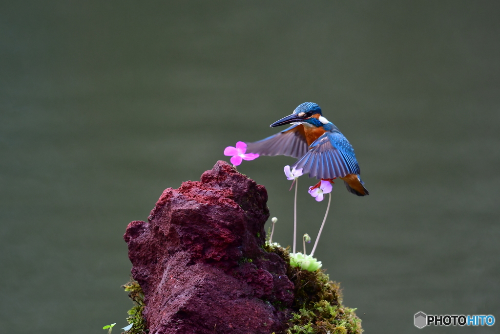 虫取スミレとカワセミ