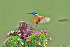 雲間草とカワセミ