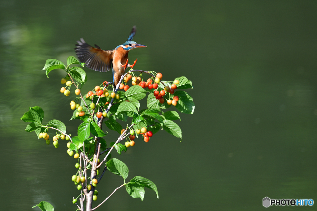 サクランボとカワセミ