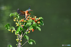 サクランボとカワセミ
