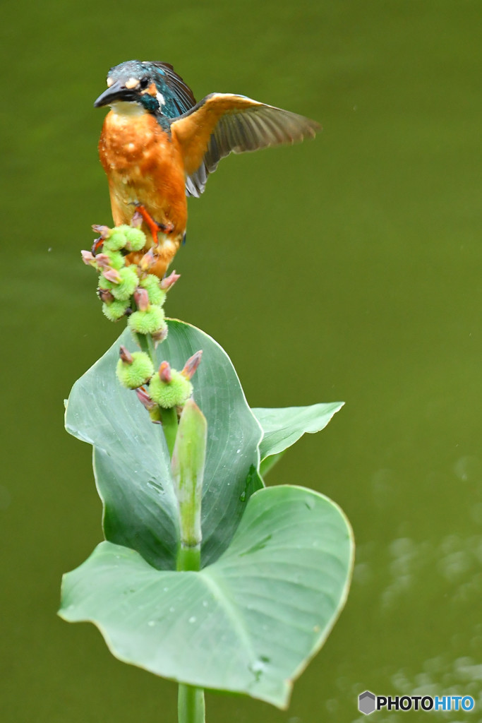 カンナの実とカワセミ