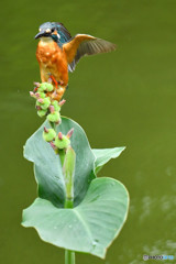 カンナの実とカワセミ