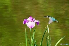 ハナショウブとカワセミ