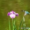 ハナショウブとカワセミ