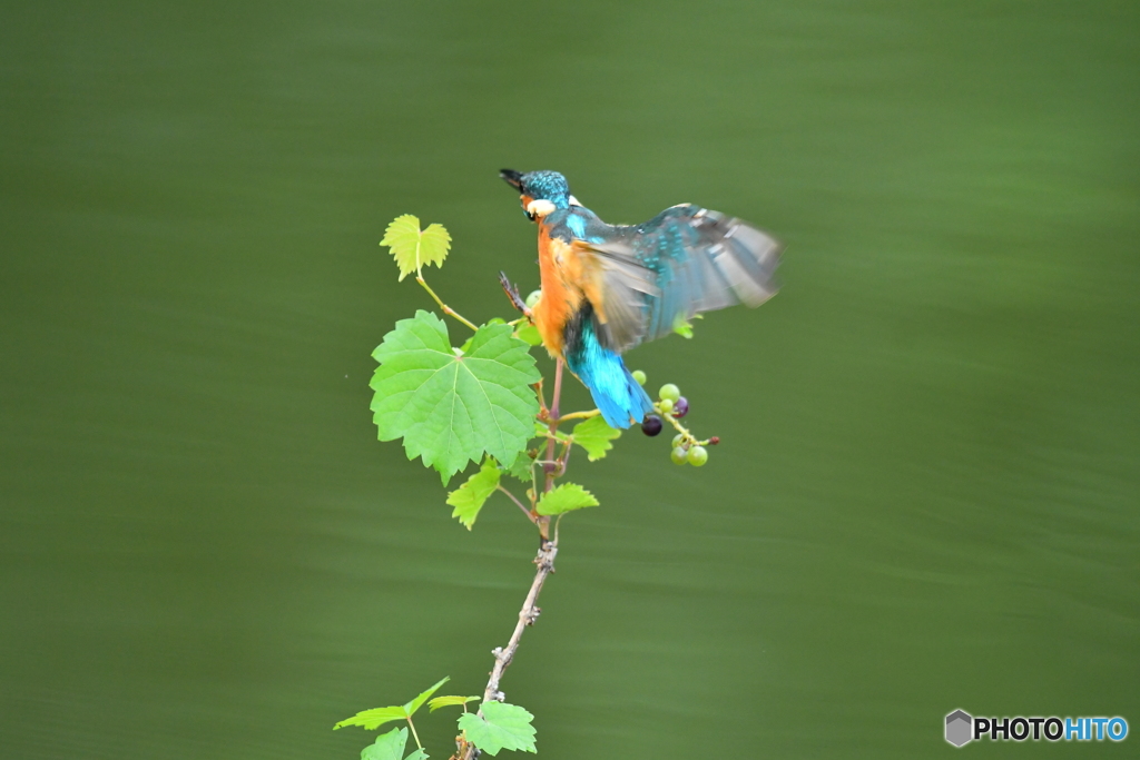 山ブドウとカワセミ