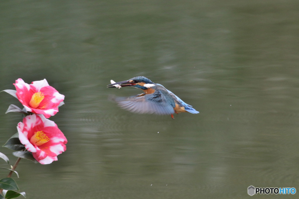 糊こぼし椿とカワセミ