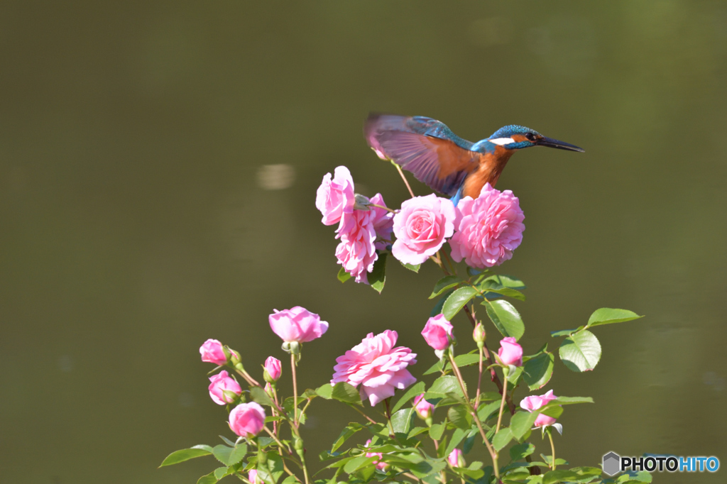バラとカワセミ