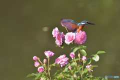 バラとカワセミ