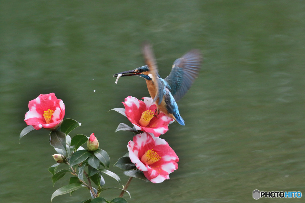 糊こぼし椿とカワセミ