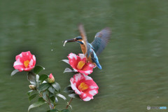 糊こぼし椿とカワセミ