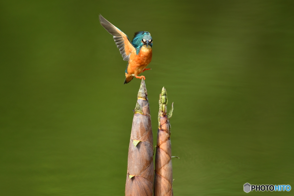 淡竹とカワセミ