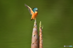 淡竹とカワセミ